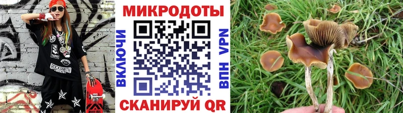 Псилоцибиновые грибы Psilocybine cubensis  Махачкала 
